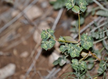 Euphorbia falcata (Eğri sütleğen) – Ahmet Güngör, Amasya