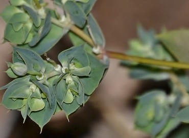 Euphorbia falcata (Eğri sütleğen) – Ahmet Güngör, Amasya