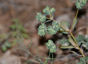 Euphorbia falcata (Eğri sütleğen) – Ahmet Güngör, Amasya