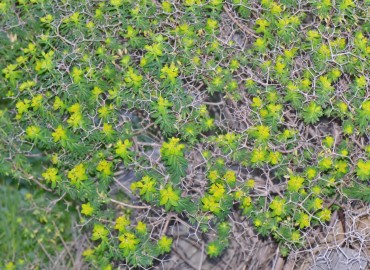 Euphorbia acanthothamnos (Sütlüçeti) – Ahmet Güngör, Muğla