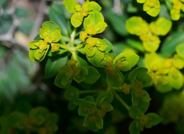 Euphorbia acanthothamnos (Sütlüçeti) – Ahmet Güngör, Muğla
