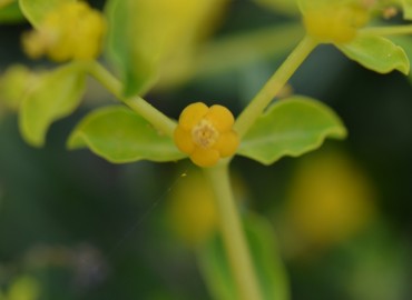 Euphorbia acanthothamnos (Sütlüçeti) – Ahmet Güngör, İzmir