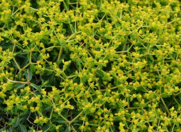 Euphorbia acanthothamnos (Sütlüçeti) – Ahmet Güngör, İzmir