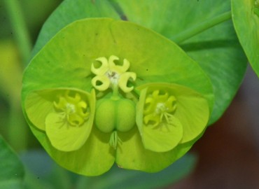 Euphorbia amygdaloides var. robbiae (Sütotu veya Has Zerena. Endemik.) – Ahmet Güngör, Samsun