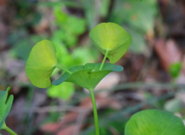 Euphorbia amygdaloides var. robbiae (Sütotu veya Has Zerena. Endemik.) – Ahmet Güngör, Samsun