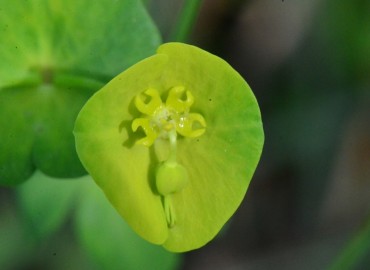 Euphorbia amygdaloides var. robbiae (Sütotu veya Has Zerena. Endemik.) – Ahmet Güngör, Samsun