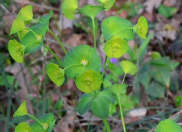 Euphorbia amygdaloides var. robbiae (Sütotu veya Has Zerena. Endemik.) – Ahmet Güngör, Samsun