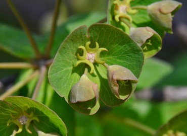 Euphorbia oblongifolia (Haladiza) – Ahmet Güngör, Ordu