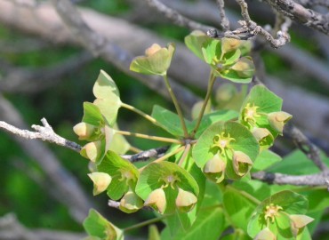 Euphorbia oblongifolia (Haladiza) – Ahmet Güngör, Ordu