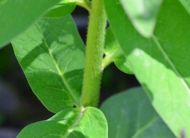 Euphorbia oblongifolia (Haladiza) – Ahmet Güngör, Ordu