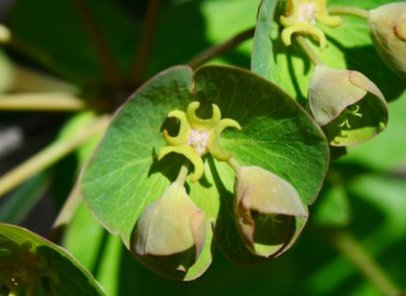 Euphorbia oblongifolia (Haladiza) – Ahmet Güngör, Ordu