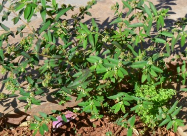 Euphorbia nutans Lag. Euphorbia nutans Lag.