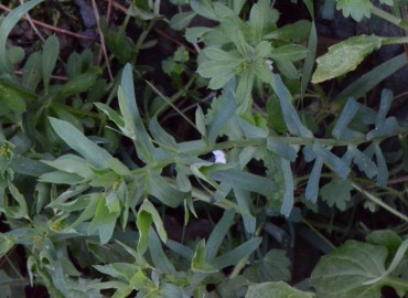 Euphorbia lathyris (SütleğenFındık Sütleğen / Kaparili Sütleğen) – Ahmet Güngör, İzmir