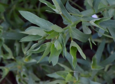 Euphorbia lathyris (SütleğenFındık Sütleğen / Kaparili Sütleğen) – Ahmet Güngör, İzmir