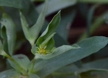 Euphorbia lathyris (SütleğenFındık Sütleğen / Kaparili Sütleğen) – Ahmet Güngör, İzmir