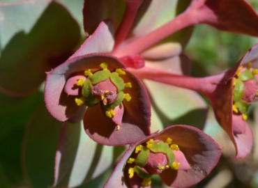 Euphorbia anacampseros var. anacampseros (Sütlüağu) – Ahmet Güngör, Kütahya