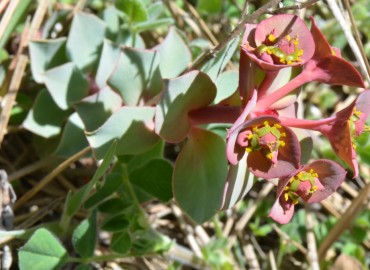 Euphorbia anacampseros var. anacampseros (Sütlüağu) – Ahmet Güngör, Kütahya