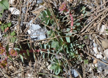 Euphorbia anacampseros var. anacampseros (Sütlüağu) – Ahmet Güngör, Kütahya