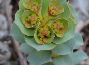Euphorbia anacampseros var. anacampseros (Sütlüağu) – Ahmet Güngör, Aydın