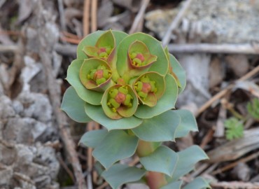 Euphorbia anacampseros var. anacampseros (Sütlüağu) – Ahmet Güngör, Aydın
