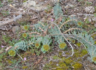 Euphorbia anacampseros var. anacampseros (Sütlüağu) – Ahmet Güngör, Aydın