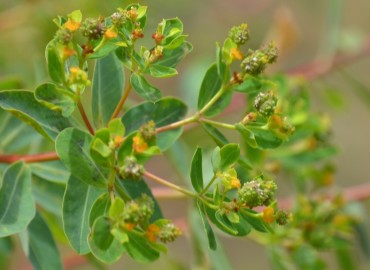 Euphorbia hierosolymitana (Kudüs Sütleğeni) – Ahmet Güngör, Antalya