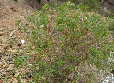 Euphorbia hierosolymitana (Kudüs Sütleğeni) – Ahmet Güngör, Antalya