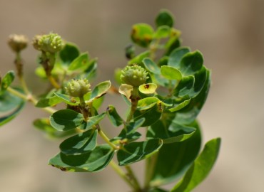 Euphorbia hierosolymitana (Kudüs Sütleğeni) – Ahmet Güngör, Muğla