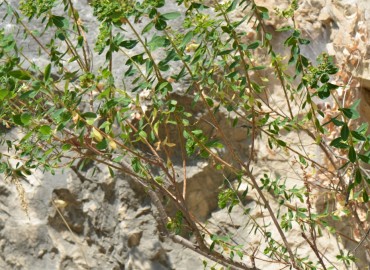 Euphorbia hierosolymitana (Kudüs Sütleğeni) – Ahmet Güngör, Muğla