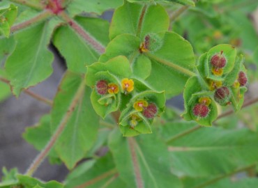 Euphorbia hirsuta (Kıllı Sütleğen) – Ahmet Güngör, Ordu