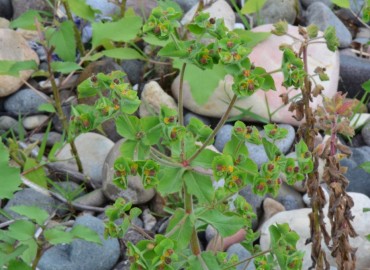 Euphorbia hirsuta (Kıllı Sütleğen) – Ahmet Güngör, Ordu