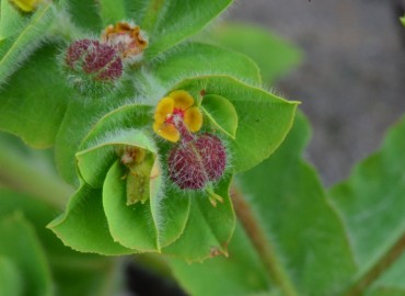 Euphorbia hirsuta (Kıllı Sütleğen) – Ahmet Güngör, Ordu