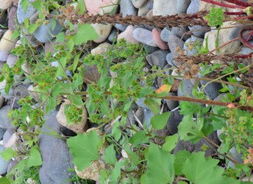 Euphorbia hirsuta (Kıllı Sütleğen) – Ahmet Güngör, Ordu