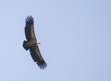 Gyps fulvus (Kızıl akbaba) – Ahmet TAŞÇI, İstanbul