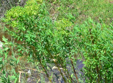 Euphorbia palustris (SütleğenBataklık Sütleğeni)) – Ahmet Güngör, Samsun