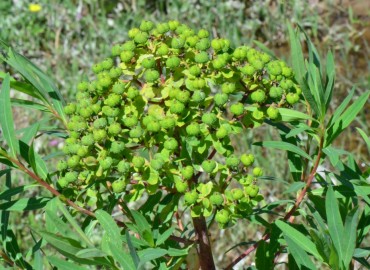 Euphorbia palustris (SütleğenBataklık Sütleğeni)) – Ahmet Güngör, Samsun