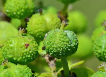 Euphorbia palustris (SütleğenBataklık Sütleğeni)) – Ahmet Güngör, Samsun