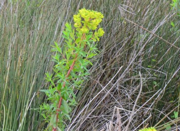 Euphorbia palustris (SütleğenBataklık Sütleğeni)) – Ahmet Güngör, Samsun