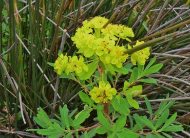 Euphorbia palustris (SütleğenBataklık Sütleğeni)) – Ahmet Güngör, Samsun