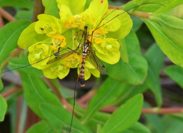 Euphorbia palustris (SütleğenBataklık Sütleğeni)) – Ahmet Güngör, Samsun