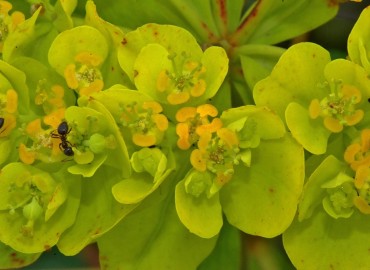 Euphorbia palustris (SütleğenBataklık Sütleğeni)) – Ahmet Güngör, Samsun