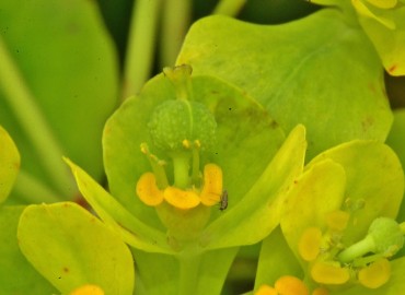 Euphorbia palustris (SütleğenBataklık Sütleğeni)) – Ahmet Güngör, Samsun