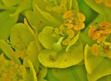 Euphorbia palustris (SütleğenBataklık Sütleğeni)) – Ahmet Güngör, Samsun