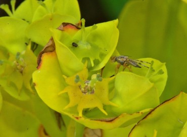 Euphorbia lucida (Parlak Sütleğen) – Ahmet Güngör, Samsun