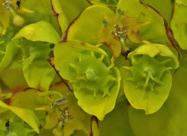 Euphorbia lucida (Parlak Sütleğen) – Ahmet Güngör, Samsun