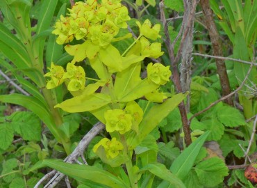 Euphorbia lucida (Parlak Sütleğen) – Ahmet Güngör, Samsun