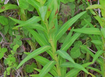 Euphorbia lucida (Parlak Sütleğen) – Ahmet Güngör, Samsun