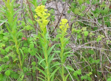 Euphorbia lucida (Parlak Sütleğen) – Ahmet Güngör, Samsun