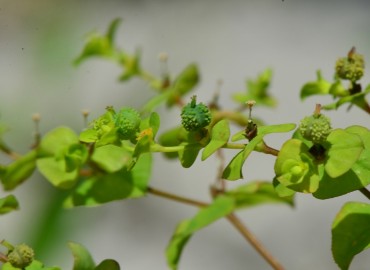Euphorbia platyphyllos (Geniş Yapraklı Sütleğen) – Ahmet Güngör, Ordu