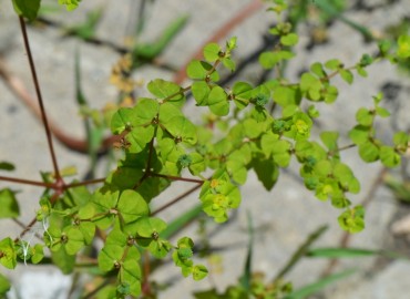 Euphorbia platyphyllos (Geniş Yapraklı Sütleğen) – Ahmet Güngör, Ordu